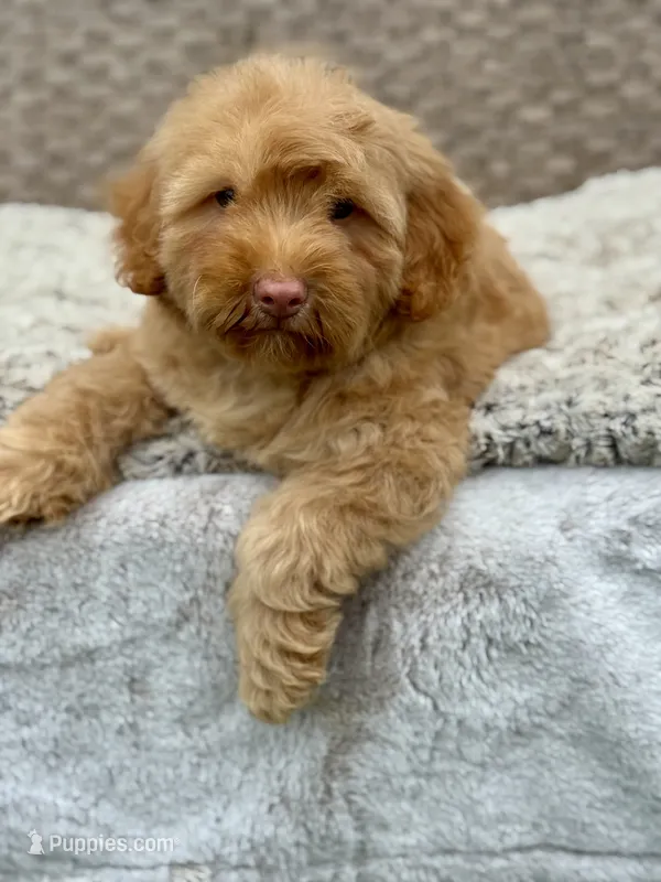 Simba – Chow Chow, Poodle - Miniature  puppy for sale in Tampa, FL