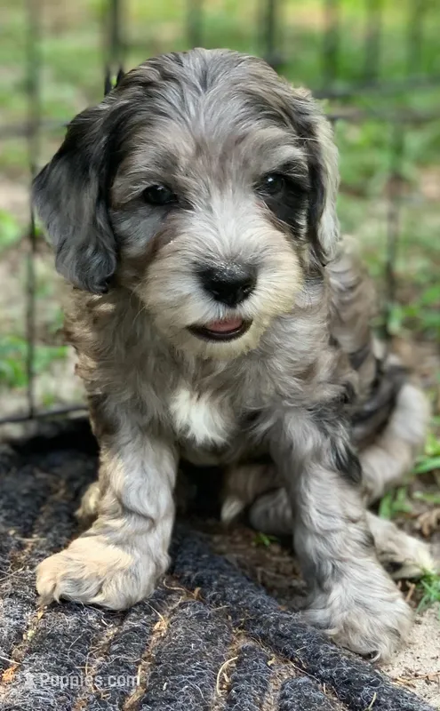Grey – Cockapoo puppy for sale in Tampa, FL