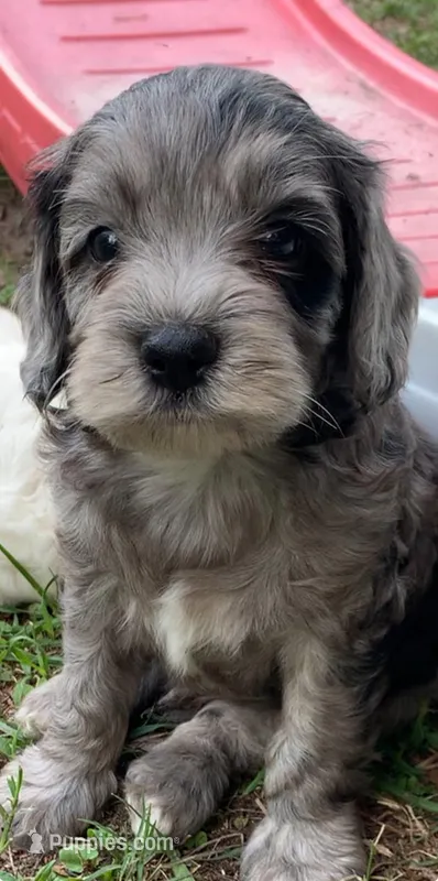 Grey – Cockapoo puppy for sale in Tampa, FL