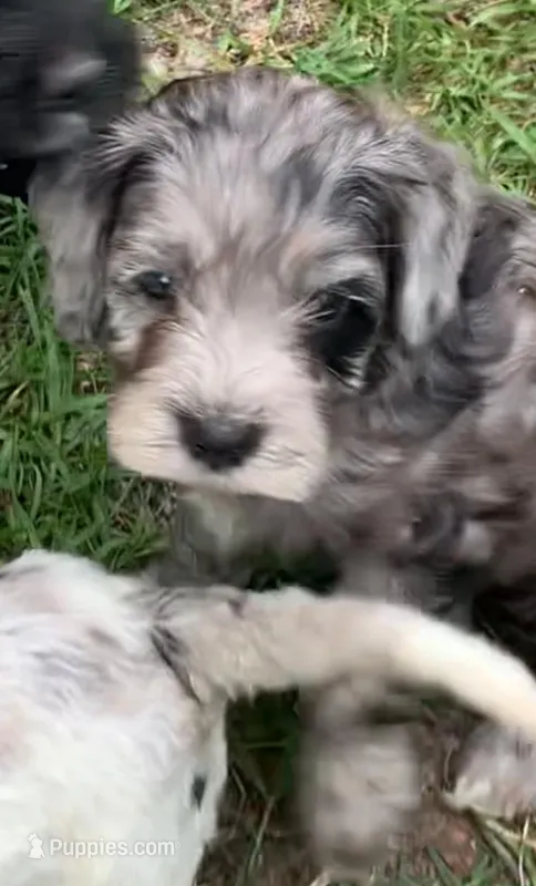 Grey – Cockapoo puppy for sale in Tampa, FL