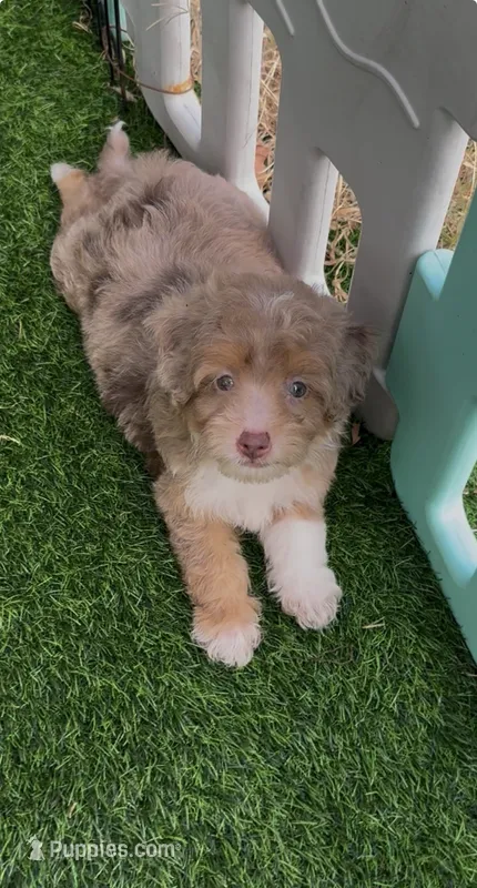 Teddy chocolate Merle – Miniature Aussiedoodle puppy for sale in Tampa, FL