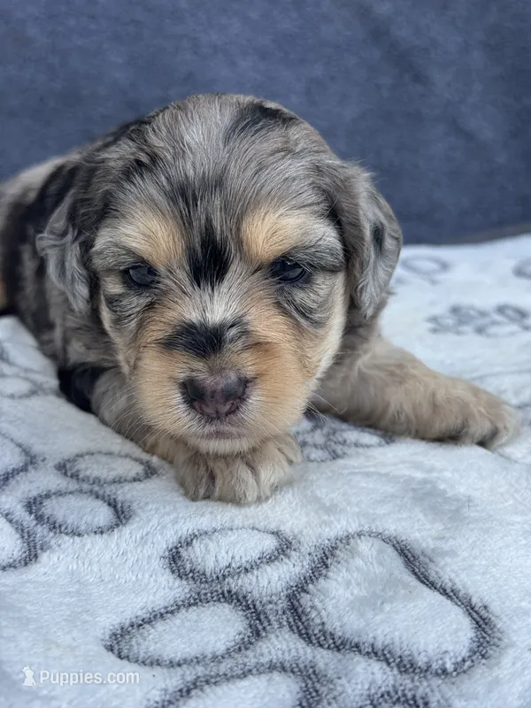 Ruby F1b – Miniature Aussiedoodle puppy for sale in Tampa, FL