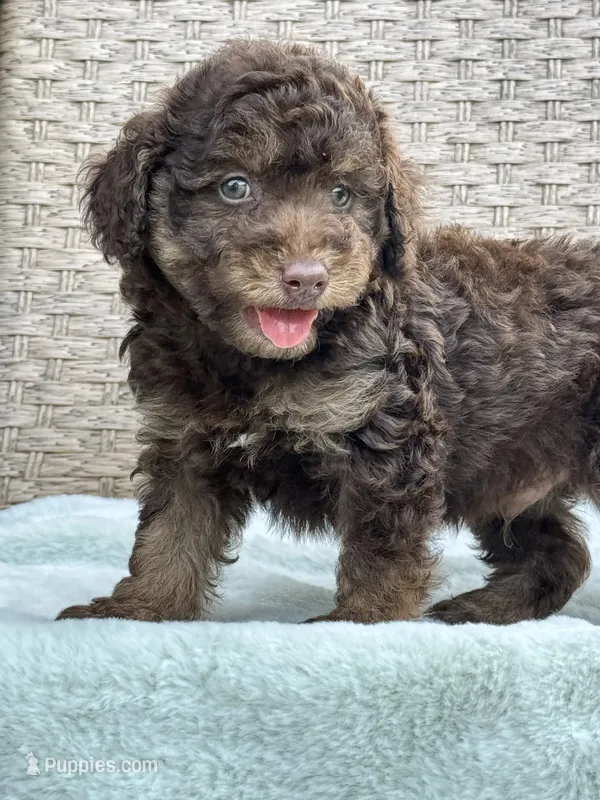 Teddy the Chowdoodle – Chow Chow puppy for sale in Tampa, FL