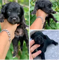 Onyx. Parents health tested, a male Miniature Aussiedoodle for sale in Tampa, FL – 7 of 8