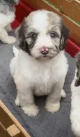 Hazel. chocolate Merle parti, a female Cockapoo for sale in Ruskin, FL – 3 of 10
