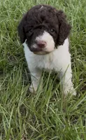 Brownie  “ regular size “, a male Cockapoo for sale in Ruskin, FL – 2 of 9