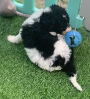 Betsy parents health tested, a female Bernedoodle for sale in Tampa, FL – 6 of 6