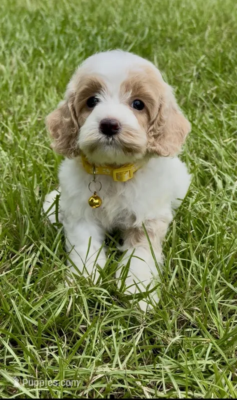 Yellow – Cockapoo puppy for sale in Sun City Center, FL