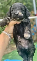 Marble, a male Chow Chow for sale in Tampa, FL – 3 of 4