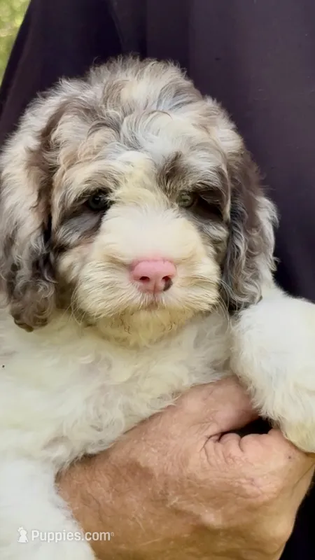 Truffle. chocolate Merle parti – Cockapoo puppy for sale in Ruskin, FL