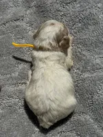 Yellow, a female Cockapoo for sale in Tampa, FL – 3 of 4