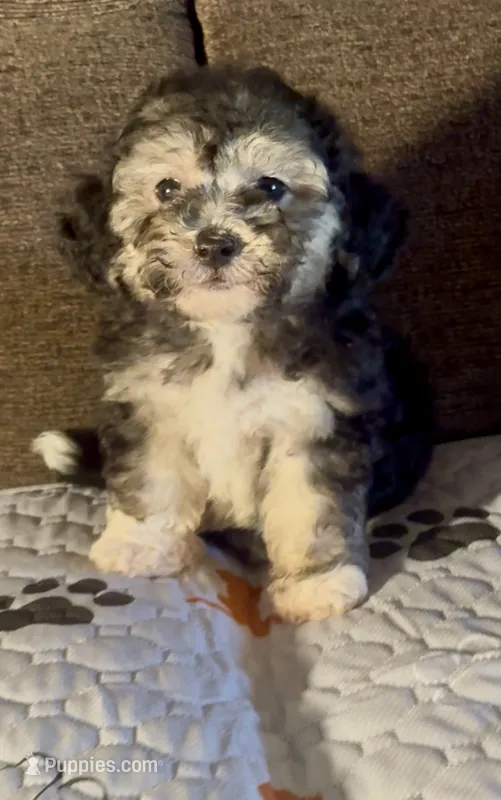 Morkiepoo  – Poodle - Toy , Morkie puppy for sale in Tampa, FL