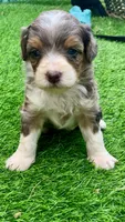 Indigo parents health tested, a female Miniature Aussiedoodle for sale in Tampa, FL – 2 of 10
