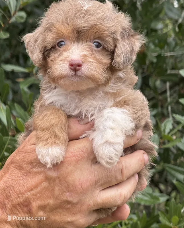 Teddy chocolate Merle – Miniature Aussiedoodle puppy for sale in Tampa, FL