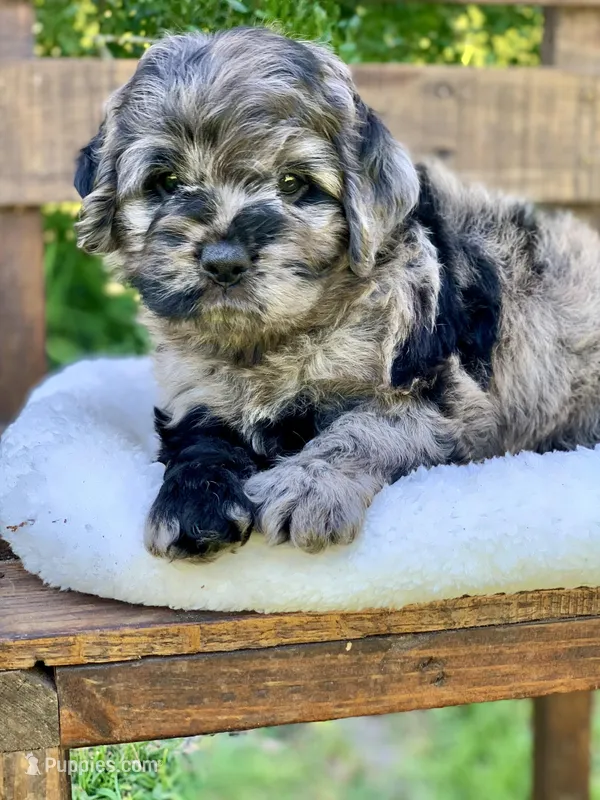 Stunning Standard Cockapoo  with unique markings  – Cockapoo puppy for sale in Tampa, FL