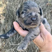 Standard Cockapoo  with unique markings , a female Cockapoo for sale in Tampa, FL – Photo 7 of 10