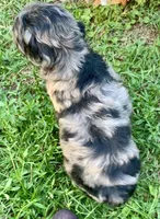 Stunning Standard Cockapoo  with unique markings , a female Cockapoo for sale in Tampa, FL – Photo 3 of 10