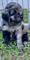 Stunning Standard Cockapoo  with unique markings , a female Cockapoo for sale in Tampa, FL – Photo 4 of 10
