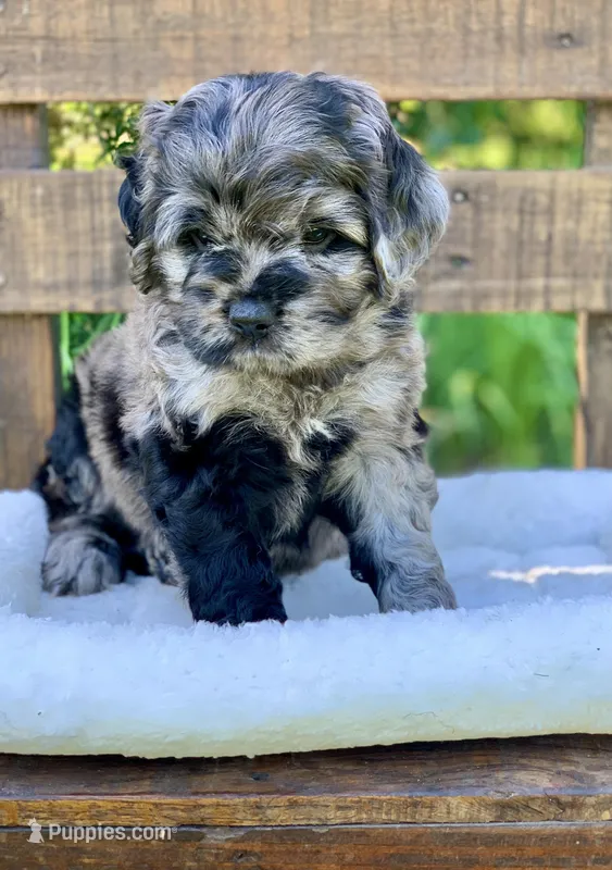 Stunning Standard Cockapoo  with unique markings  – Cockapoo puppy for sale in Tampa, FL