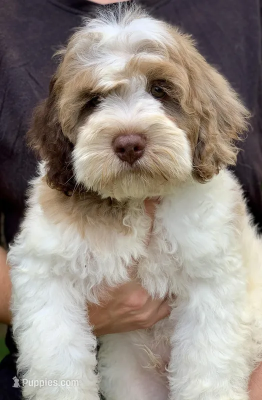Chocolate parti male. crate trained  – Cockapoo puppy for sale in Tampa, FL