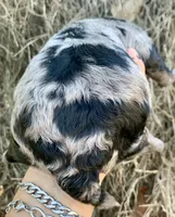 Standard Cockapoo  with unique markings , a female Cockapoo for sale in Tampa, FL – Photo 4 of 10
