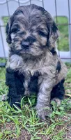 Stunning Standard Cockapoo  with unique markings , a female Cockapoo for sale in Tampa, FL – Photo 5 of 10