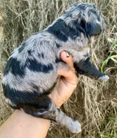 Standard Cockapoo  with unique markings , a female Cockapoo for sale in Tampa, FL – Photo 3 of 10
