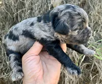 Standard Cockapoo  with unique markings , a female Cockapoo for sale in Tampa, FL – Photo 5 of 10