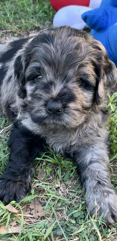 Stunning Standard Cockapoo  with unique markings  – Cockapoo puppy for sale in Tampa, FL