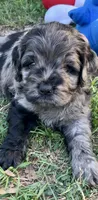 Stunning Standard Cockapoo  with unique markings , a female Cockapoo for sale in Tampa, FL – Photo 2 of 10