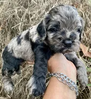 Stunning Standard Cockapoo  with unique markings , a female Cockapoo for sale in Tampa, FL – Photo 8 of 10