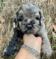 Stunning Standard Cockapoo  with unique markings , a female Cockapoo for sale in Tampa, FL – Photo 10 of 10