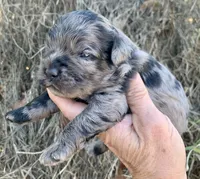 Standard Cockapoo  with unique markings , a female Cockapoo for sale in Tampa, FL – Photo 8 of 10