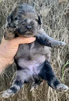 Standard Cockapoo  with unique markings , a female Cockapoo for sale in Tampa, FL – Photo 6 of 10