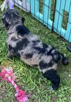 Stunning Standard Cockapoo  with unique markings , a female Cockapoo for sale in Tampa, FL – Photo 6 of 10
