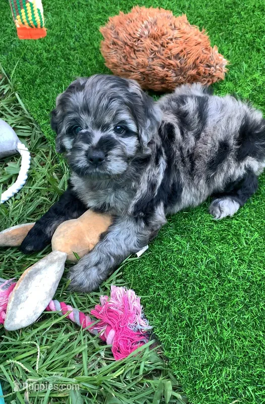 Stunning Standard Cockapoo  with unique markings  – Cockapoo puppy for sale in Tampa, FL