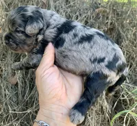 Standard Cockapoo  with unique markings , a female Cockapoo for sale in Tampa, FL – Photo 1 of 10
