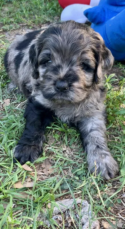 Stunning Standard Cockapoo  with unique markings  – Cockapoo puppy for sale in Tampa, FL