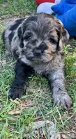 Stunning Standard Cockapoo  with unique markings , a female Cockapoo for sale in Tampa, FL – Photo 1 of 10