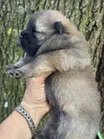 Mei, a female Chow Chow for sale in Ruskin, FL – 7 of 7
