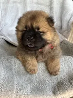 Sakura, a female Chow Chow for sale in Ruskin, FL – 7 of 8
