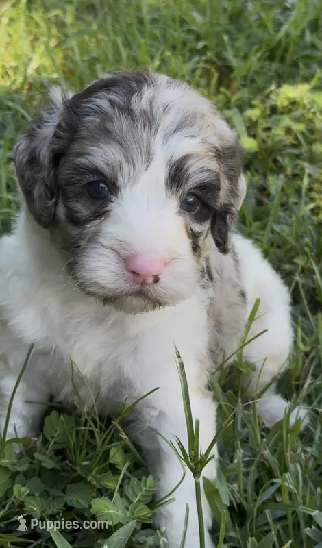 Truffle. “ regular size” chocolate Merle – Cockapoo puppy for sale in Sun City Center, FL