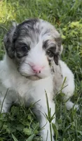 Truffle. “ regular size” chocolate Merle, a male Cockapoo for sale in Ruskin, FL – 1 of 10