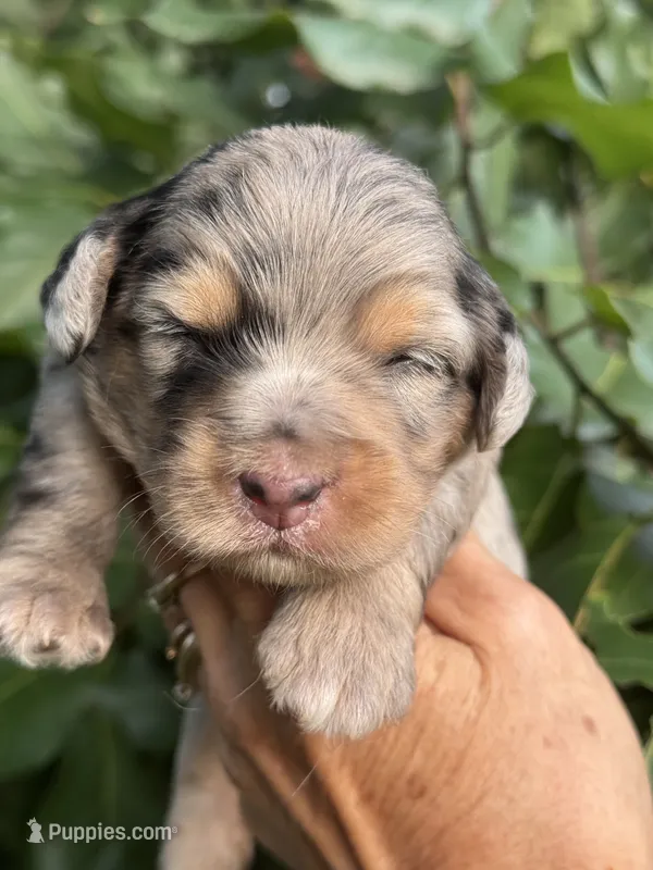 Sapphire F1b – Miniature Aussiedoodle puppy for sale in Tampa, FL