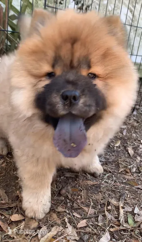 Mini Chow Chow, China bloodline 