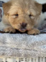 Pumpkin , a female Chow Chow and Poodle - Standard  for sale in Ruskin, FL – 3 of 10