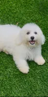 Leo petite Chowdoodle, a male Chow Chow and Poodle - Toy  for sale in Tampa, FL – 3 of 6