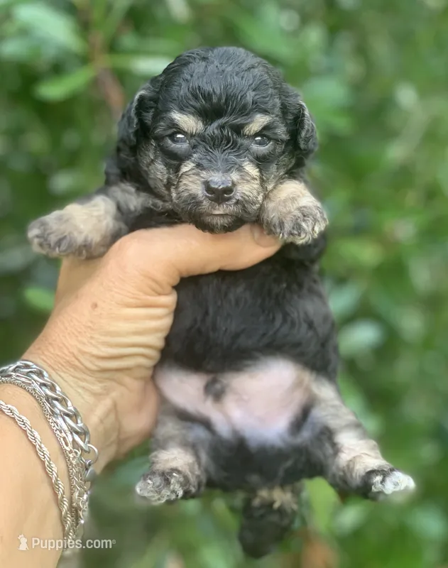 Tiny Morkiepoo  – Poodle - Toy , Morkie puppy for sale in Tampa, FL