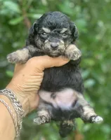 Tiny Morkiepoo , a male Poodle - Toy  and Morkie for sale in Tampa, FL – 1 of 7