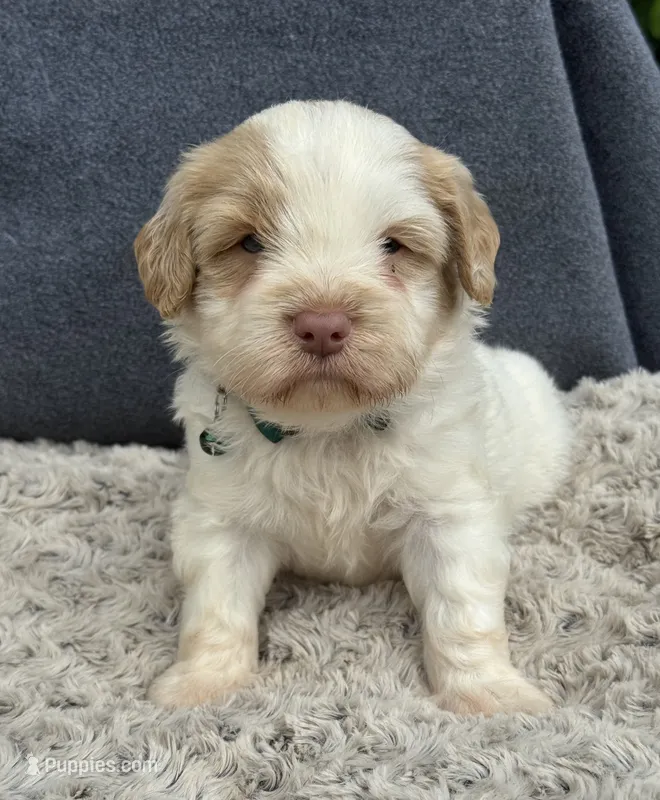 Firsta, mini Chowdoodle ( from DoDo parents) – Chow Chow, Poodle - Miniature  puppy for sale in Tampa, FL
